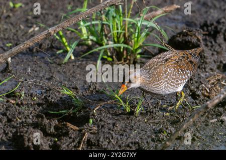 Gefleckte Crake (Porzana porzana / Ortygometra porzana) Jungtiere, die im Sommer in Sumpfgebieten auf Nahrungssuche sind Stockfoto