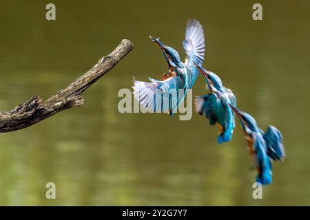 Sequenz eines gewöhnlichen eisvogels (Alcedo atthis) Weibchen mit gefangenem Fisch im Schnabel, der im Sommer auf einem Zweig über dem Wasser des Teiches landet Stockfoto