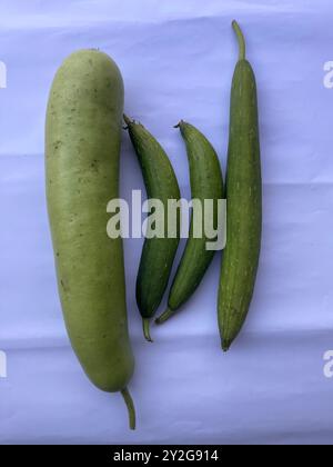 Nahaufnahme eines frischen Luffa-Kürbis (Schwamm-Kürbis), isoliert auf weißem Hintergrund. Das längliche, geriffelte grüne Gemüse zeigt seine natürliche Textur Stockfoto