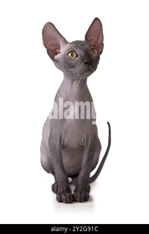 Zwei Monate alte Don Sphinx-Katze im Studio isoliert auf weißem Hintergrund Stockfoto