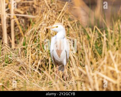 Ein Nahprofil eines Rinderreifers (Bubulcus ibis), der im Frühjahr in einem natürlichen Lebensraum mit goldenem Schilf stand. Stockfoto