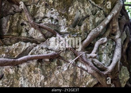 Leang Leang Geopark in Maros, Makassar, Süd-Sulawesi, Indonesien, Asien Stockfoto