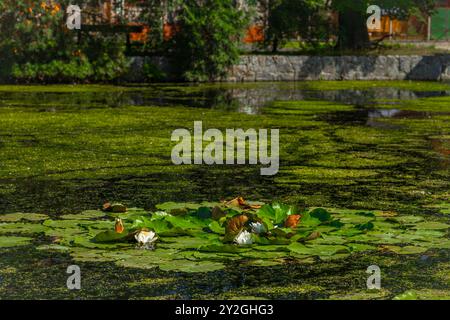 Weiße Teichlilie am kleinen See im Dorf Hudcice in Südböhmen Stockfoto