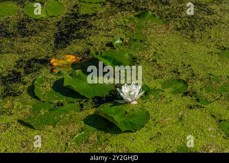 Weiße Teichlilie am kleinen See im Dorf Hudcice in Südböhmen Stockfoto