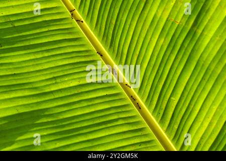 Ameisen auf einem hinterleuchteten Bananenblatt im mekong-Delta Stockfoto