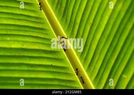 Ameisen auf einem hinterleuchteten Bananenblatt im mekong-Delta Stockfoto