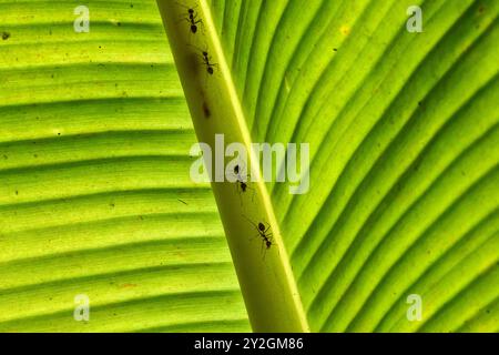 Ameisen auf einem hinterleuchteten Bananenblatt im mekong-Delta Stockfoto