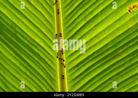 Ameisen auf einem hinterleuchteten Bananenblatt im mekong-Delta Stockfoto