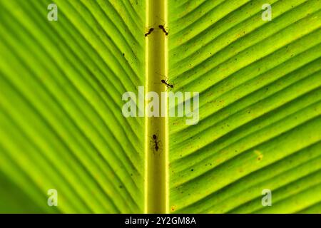Ameisen auf einem hinterleuchteten Bananenblatt im mekong-Delta Stockfoto