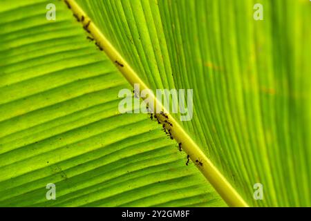 Ameisen auf einem hinterleuchteten Bananenblatt im mekong-Delta Stockfoto