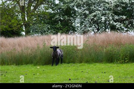 Ein geflecktes Cotswold-Lamm auf Einer Weide in der Nähe des Broadway in England Stockfoto