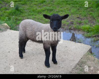 Ein neugieriges geflecktes Cotswolds Lamb zeigt uns die Gegend auf Einem Hügel in der Nähe des Broadway in England Stockfoto