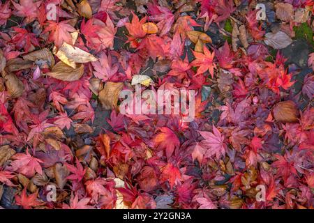 Wunderschön Erkunden Sie den Herbstgarten im Belleisle Conservatory, Ayrshire, Schottland Stockfoto