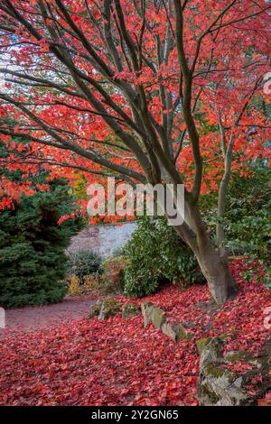 Wunderschön Erkunden Sie den Herbstgarten im Belleisle Conservatory, Ayrshire, Schottland Stockfoto