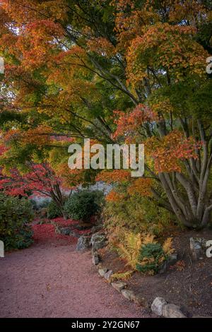 Wunderschön Erkunden Sie den Herbstgarten im Belleisle Conservatory, Ayrshire, Schottland Stockfoto