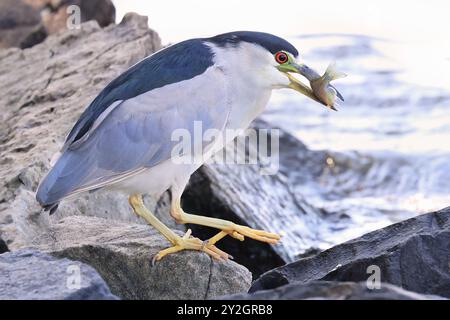 Schwarzgekrönter Nachtreiher sitzt auf dem Felsen mit seinem Fischmehl Stockfoto