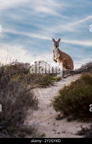 Der Sonnenaufgang auf einem weißen Sandweg führt zu einem silverförmigen und hinterleuchteten westlichen Wallaroo oder Euro auf einer Sanddünen-Linie auf der Exmouth-Halbinsel in W.A. Stockfoto