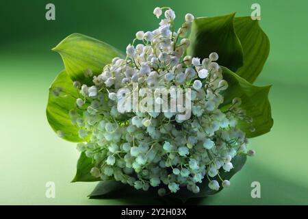 Lily of the Valley Blume auf grünem Hintergrund im Studio Stockfoto