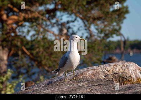 Möwe, Larus canus, thront auf einem Felsen im Abendlicht in Katajanokanluoto, Helsinki, Finnland Stockfoto