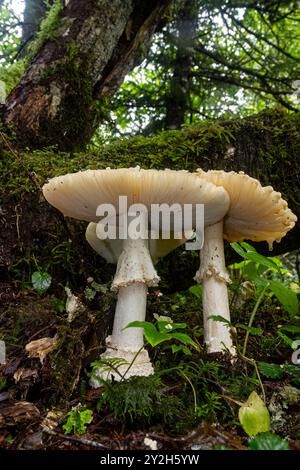Pilze, die im Tongass National Forest im Südosten Alaskas, USA und Pazifik wachsen. Stockfoto