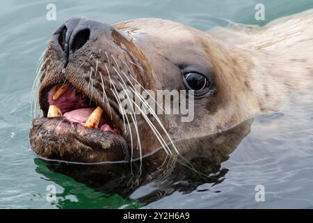 Neugieriger nördlicher (Steller) Seelöwen (Eumetopias jubatus), der die Kamera in der Nähe von Petersburg, USA, inspiziert. Stockfoto