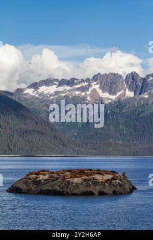 Nördliche (Steller) Seelöwen (Eumetopias jubatus), die auf South Marble Island im Glacier Bay National Park, USA, ausgetragen werden. Stockfoto