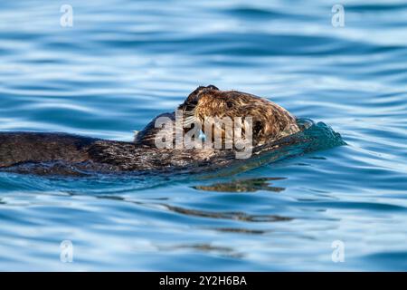 Erwachsene weibliche Seeotter (Enhydra lutris kenyoni) schwimmen im Inian Pass im Südosten Alaskas, USA, Pazifik. Stockfoto