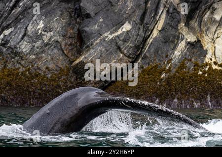 Erwachsener Buckelwal (Megaptera novaeangliae), Tauchen in Inian Pass, Südost-Alaska, USA. Pazifik. Stockfoto