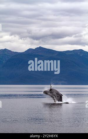 Erwachsener Buckelwal (Megaptera novaeangliae) bricht in der Nähe des Tenakee Inlet, Südost-Alaska, USA. Pazifik. Stockfoto