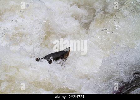 Springender rosafarbener Lachs (Oncorhynchus gorbuscha) zum Laichen am Lake Eva auf Chichagof Island, USA. Stockfoto