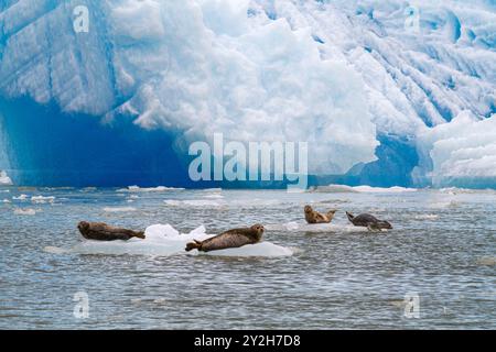 Seehunde (Phoca vitulina), die auf Eis aus dem South Sawyer Glacier im Südosten Alaskas, USA, gezogen wurden. Stockfoto