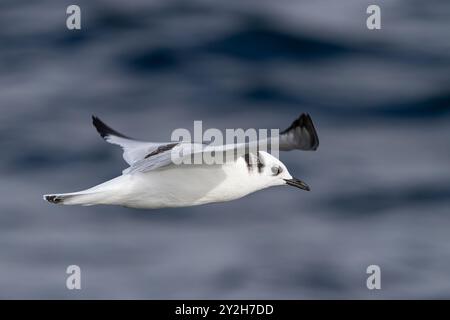 Juvenile schwarzbeinige Kittiwakes (Rissa tridactyla) im Flug auf South Marble Island, Glacier Bay National Park, USA. Stockfoto