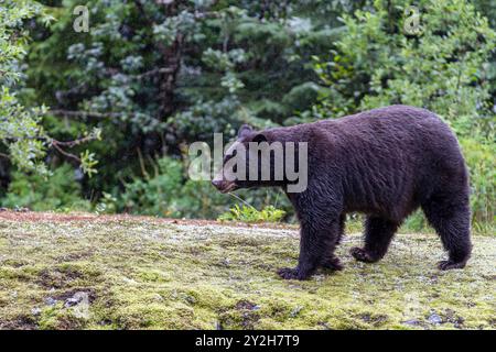 Ausgewachsener amerikanischer Schwarzbär (Ursus americanus) in der Nähe des Mendenhall-Gletschers, Südost-Alaska, USA. Stockfoto