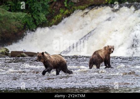 Erwachsene Braunbärenpaare (Ursus arctos) fischen auf rosa Lachs am Pavlof Harbor auf Chichagof Island im Südosten Alaskas, USA. Stockfoto