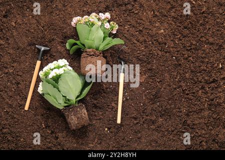 Pflanzen mit Erde, Schaufeln und Rechen im Garten Stockfoto