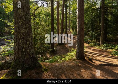 Wanderwege durch die Kiefern im Amnicon Falls State Park. South Range, Wisconsin, USA. Stockfoto