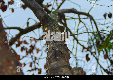 Nahaufnahme eines Baumstamms mit Harzflecken und rauer Rindenstruktur, ideal für Natur- und Umweltbilder. Stockfoto