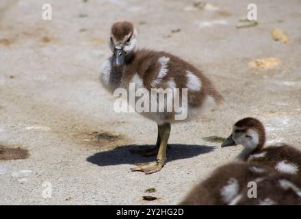 Baby-Gänse mit Mutter in der Nähe des Wassers Stockfoto