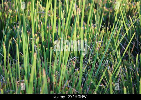 Lange Blätter von leuchtend grünem Gras Stockfoto