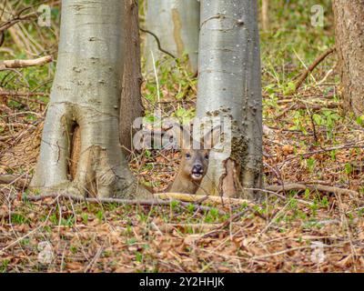 Das friedliche Leben des Rehs. Stockfoto