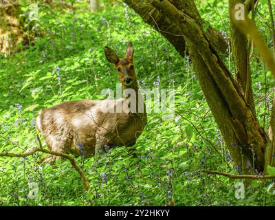 Das friedliche Leben des Rehs. Stockfoto