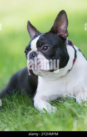 Kopfporträt eines 3-jährigen schwarz-weißen Hundes, jungen reinrassigen Boston Terrier in einem Park. Boston Terrierhund liegt im Gras. Stockfoto