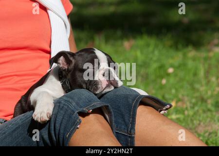 Ein wunderbarer vierbeiniger Freund. Müde junge reinrassige Boston Terrier Welpe schläft auf dem Schoß seines Besitzers in einem Park... Stockfoto