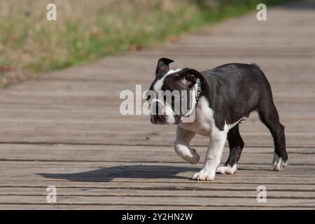 Lustiger junger reinrassiger Boston Terrier Hund, auf Brettern laufen. 4 Monate alter lustiger junger Boston Terrier Welpe. Niedlicher Gesichtsausdruck, dynamischer Ansatz. Stockfoto