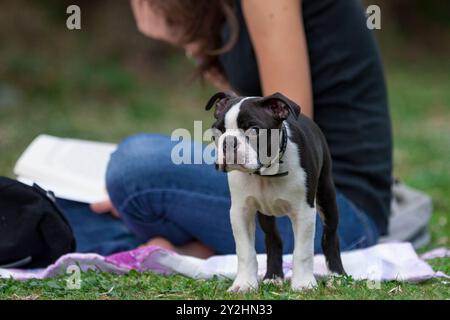 Der junge reinrassige Boston Terrier saß in einem Park vor einem Leser im Gras. Niedlicher 4 Monate alter Boston Terrier bei einem Halt im Park. Stockfoto