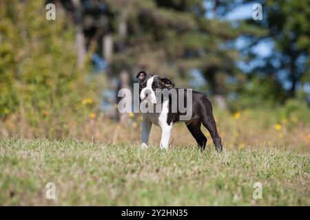 Junger Boston Terrier reinrassiger Hund in einem Park vor grünem Hintergrund. Niedlicher 4 Monate alter Boston Terrier bei einem Spaziergang im Park Stockfoto