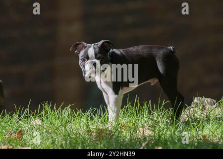 Junger Boston Terrier reinrassiger Hund in einem Park vor grünem Hintergrund. Niedlicher 4 Monate alter Boston Terrier bei einem Spaziergang im Park Stockfoto