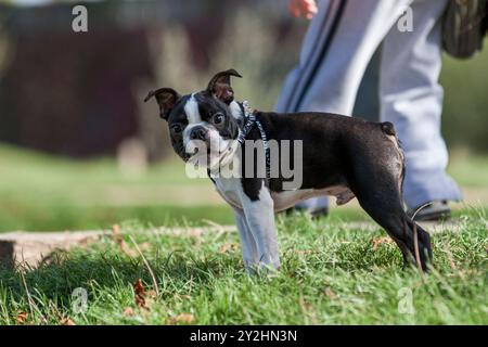 Der niedliche 4 Monate alte Boston Terrier bei einem Halt während eines Spaziergangs im Park schaut in die Kamera Stockfoto