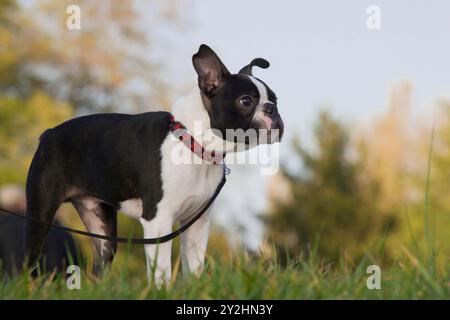 Niedlicher reinrassiger Boston Terrier an der Leine im Park auf dem Gras während eines Spaziergangs. 4 Monate alter Boston Terrier Welpe mit verschwommenem Hintergrund. Stockfoto