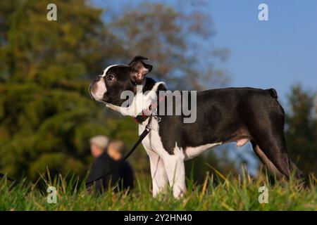 4 Monate alter Boston Terrier Hund an der Leine im Park auf dem Gras während eines Spaziergangs. Warten auf ist Eigentümer. Dieses Foto kann Bildung und Gehorsam veranschaulichen Stockfoto